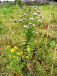 Vernonia glabra var. glabra