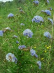 Vernonia glabra var. glabra