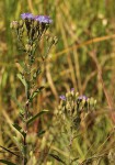 Vernonia glabra var. glabra