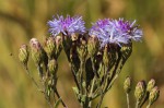 Vernonia glabra var. glabra