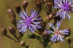 Vernonia glabra var. glabra