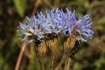 Vernonia glabra var. glabra