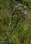 Vernonia glabra var. glabra