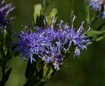 Vernonia glabra var. glabra