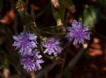 Vernonia glabra var. glabra