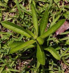 Vernonia glabra var. glabra