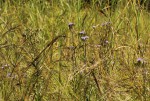 Vernonia glabra var. glabra