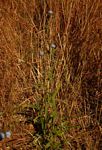 Vernonia melleri var. melleri