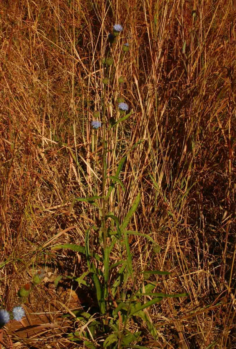 Vernonia melleri var. melleri