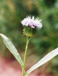 Vernonia melleri var. melleri