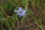 Vernonia melleri var. melleri