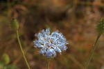 Vernonia melleri var. melleri