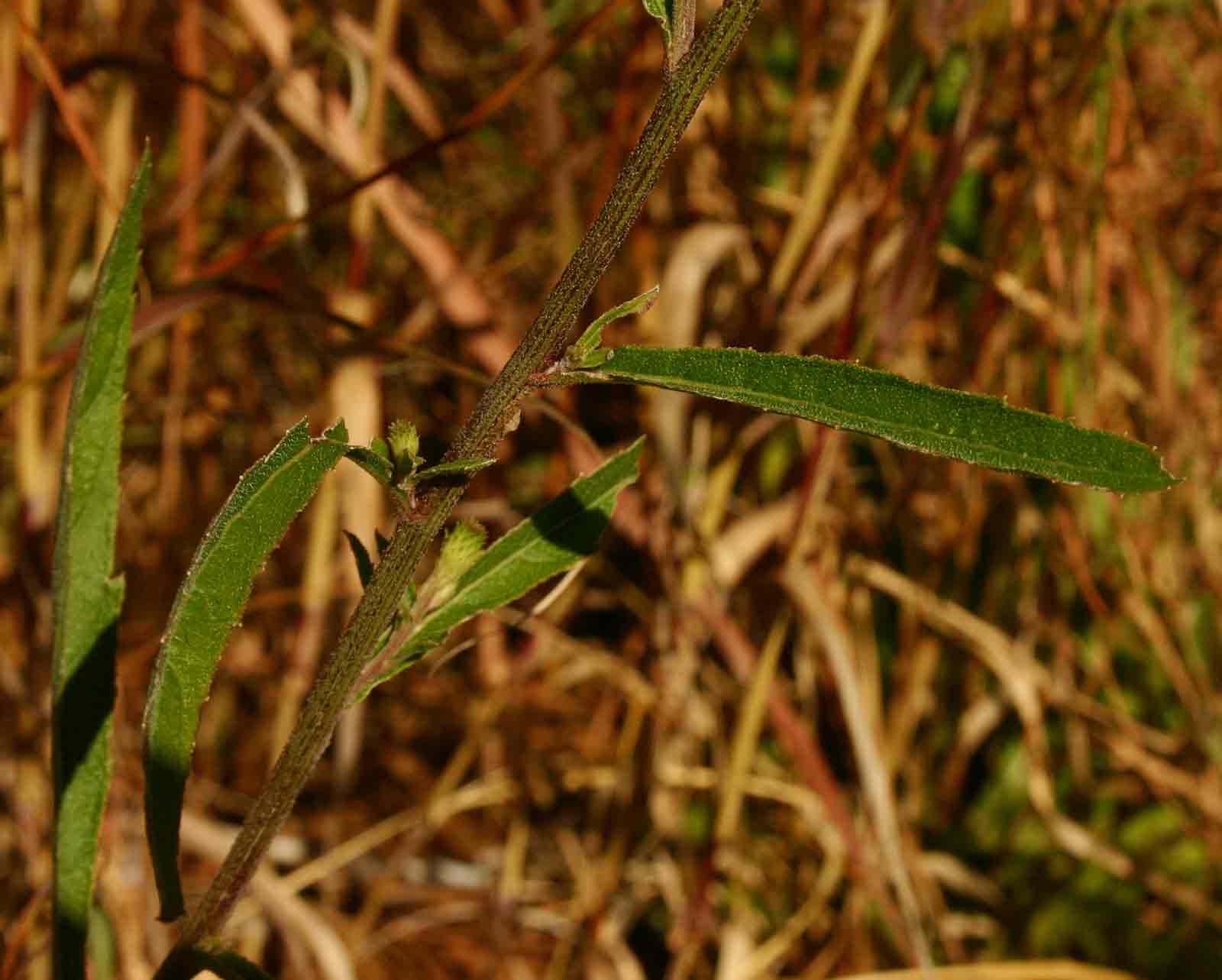 Vernonia melleri var. melleri