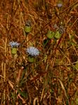 Vernonia melleri var. melleri