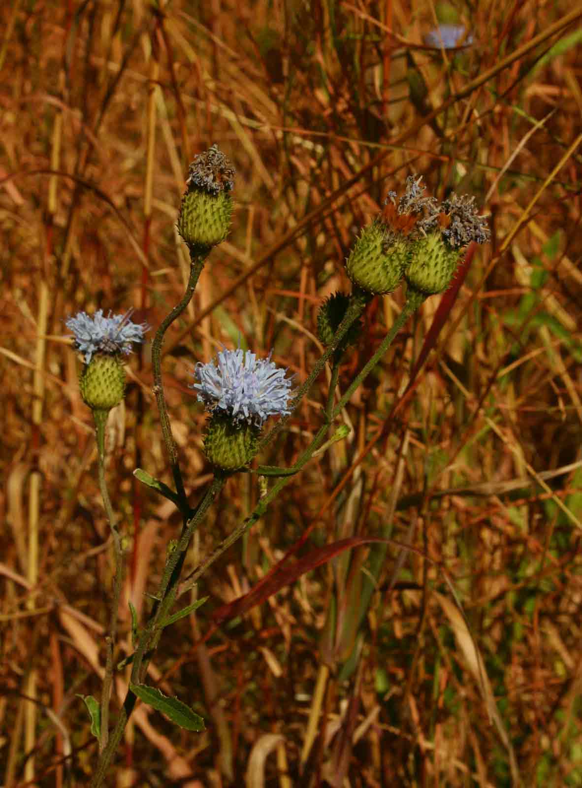 Vernonia melleri var. melleri