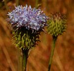 Vernonia melleri var. melleri