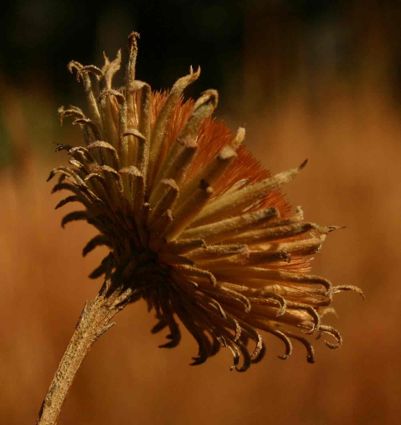 Vernonia melleri var. melleri