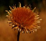 Vernonia melleri var. melleri