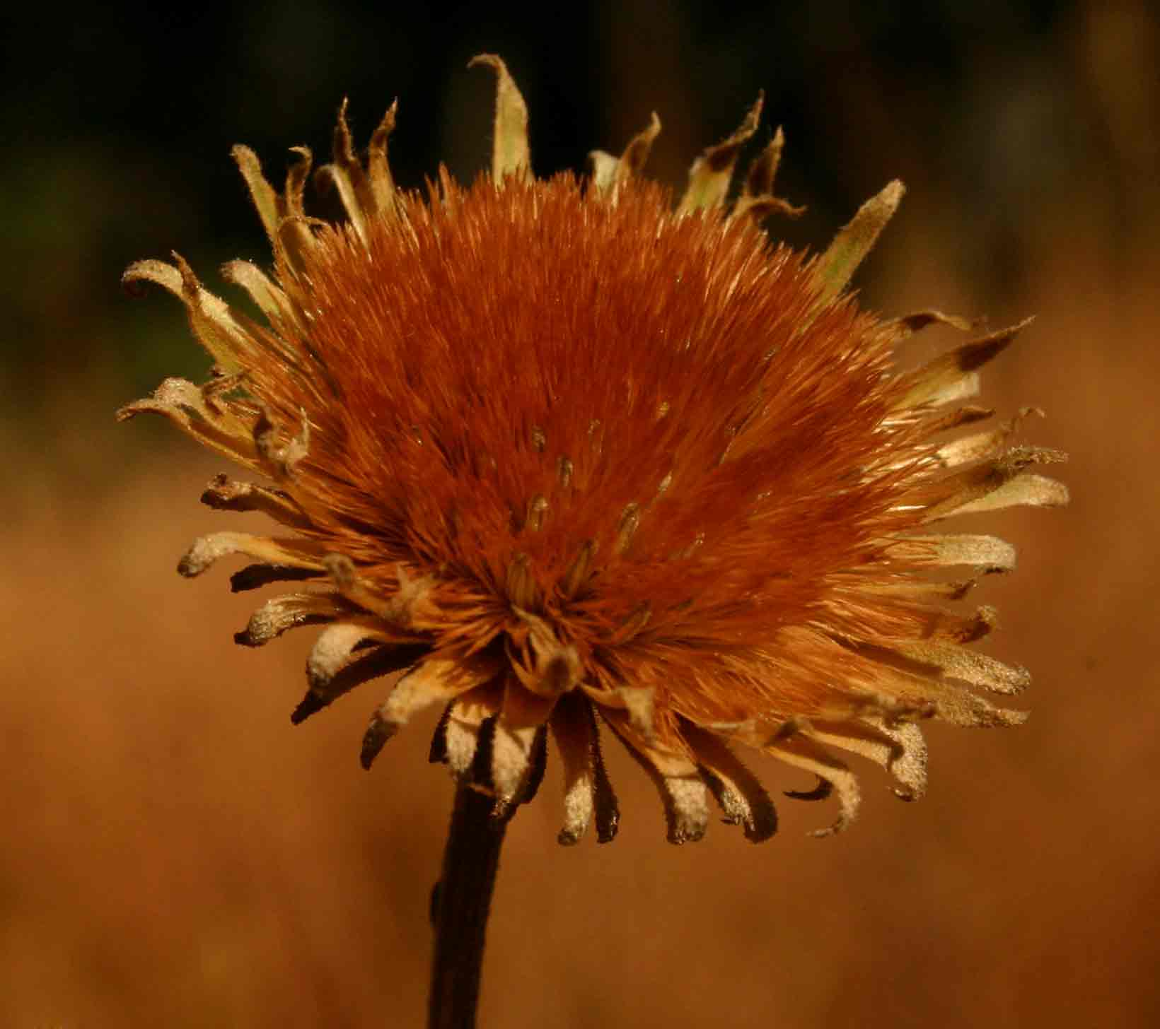 Vernonia melleri var. melleri