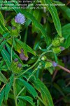 Vernonia melleri var. melleri