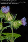 Vernonia melleri var. melleri