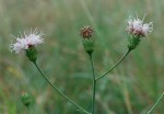 Vernonia melleri var. melleri