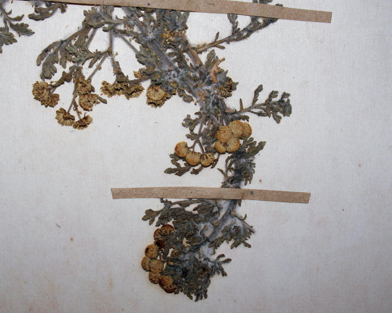 Grangea anthemoides Grangea anthemoides