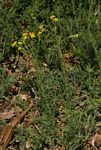 Nidorella resedifolia subsp. resedifolia