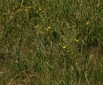 Nidorella resedifolia subsp. resedifolia