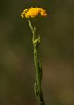 Nidorella resedifolia subsp. resedifolia