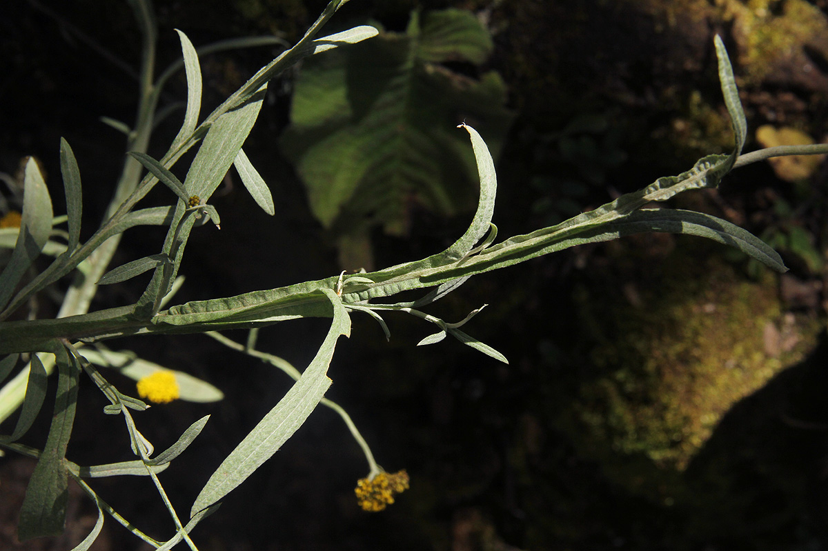 Helichrysum stenopterum