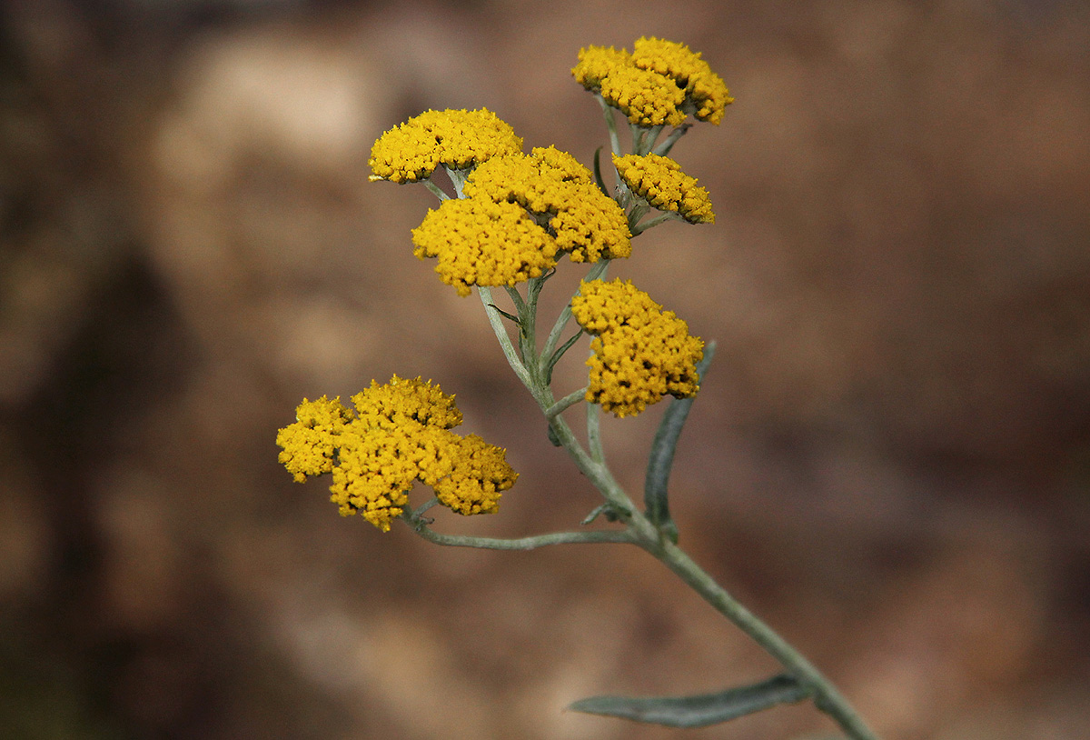 Helichrysum stenopterum