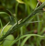 Helichrysum stenopterum