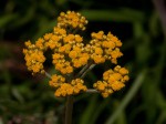 Helichrysum stenopterum