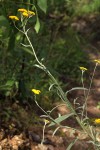 Helichrysum stenopterum