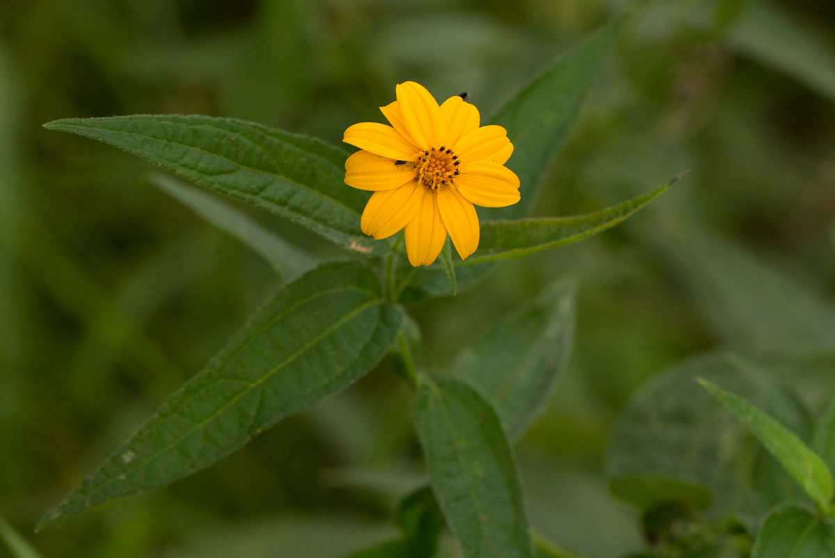 Aspilia mossambicensis