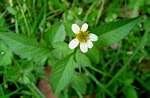 Bidens pilosa