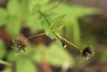 Bidens pilosa