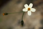 Bidens pilosa