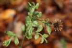 Bidens pilosa