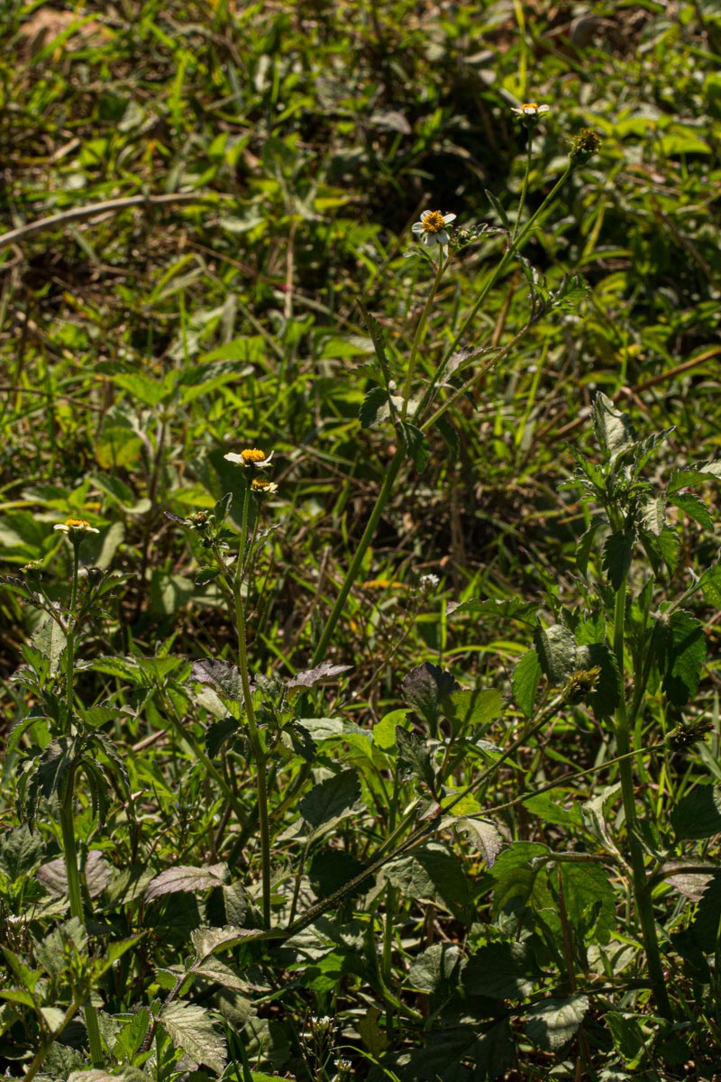 Bidens pilosa