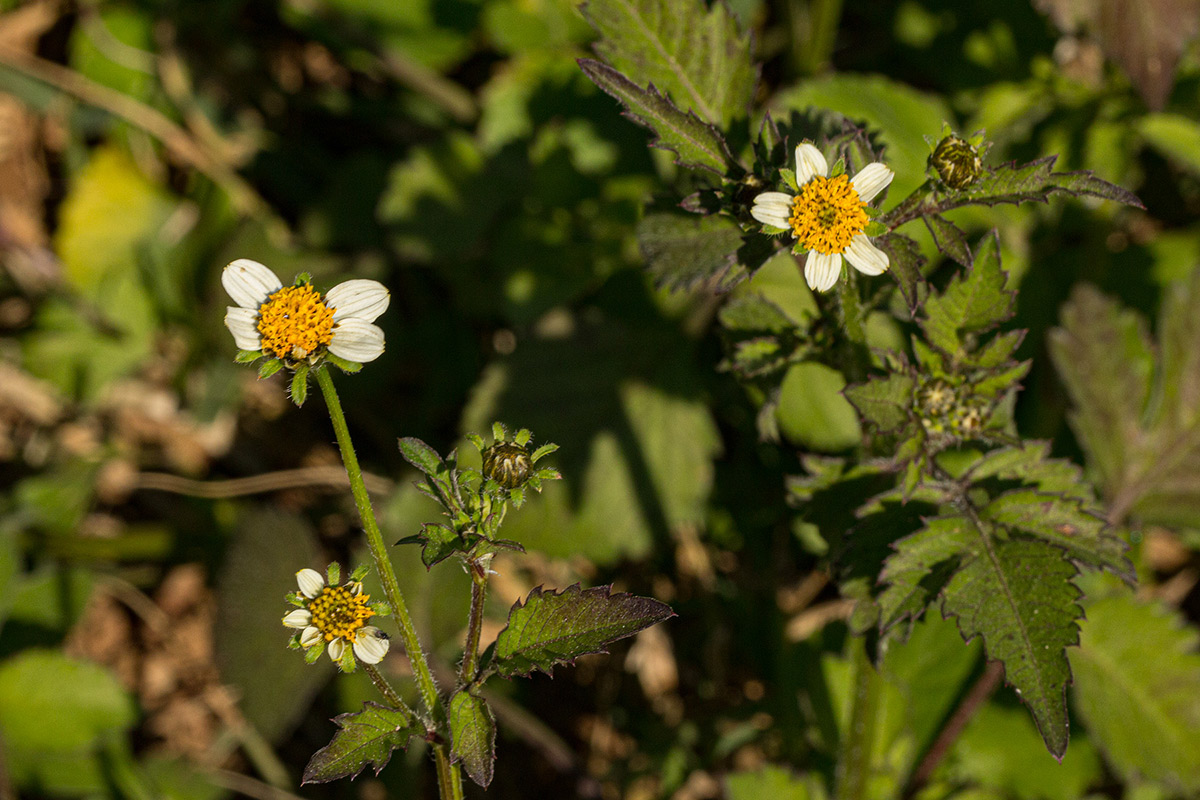 Bidens pilosa