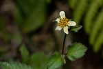 Bidens pilosa