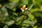 Bidens pilosa