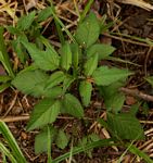 Bidens pilosa