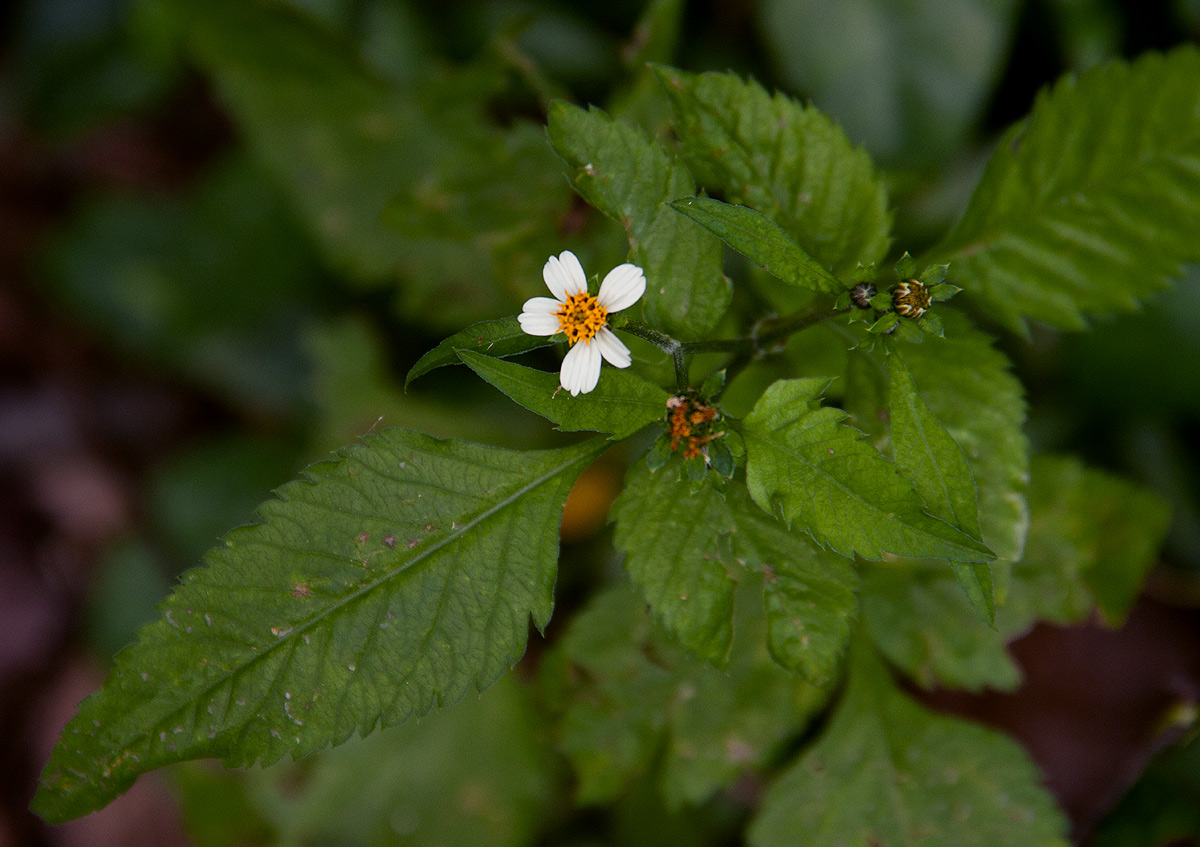 Bidens pilosa