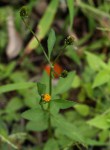 Bidens pilosa