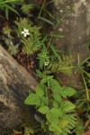 Bidens pilosa