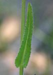 Senecio erubescens var. erubescens