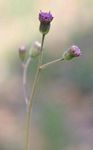 Senecio erubescens var. erubescens